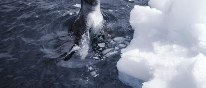 Seal photographed by Kerry Mooneyham